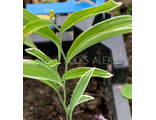 Uvularia sessilifolia White Ornamental Bordered Pattern