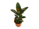 Комнатное растение «Фикус Эластика Абиджан (40 см)»