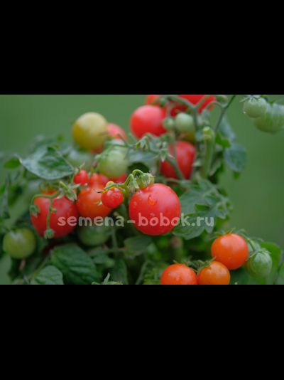Томат Бушмен красный, 10 шт
