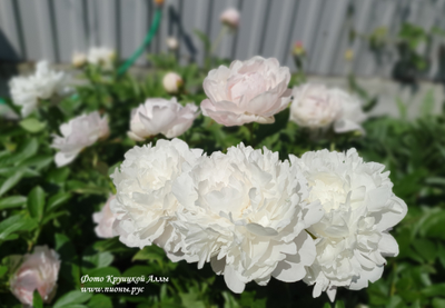 Пион Nancy Nora (Нэнси Нора)