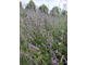 Лаванда лекарственная (Lavandula angustifolia), Сербия (5 мл) - 100% натуральное эфирное масло