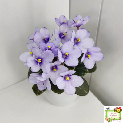 Smitten Kitten (LLG/S.Sorano) 03/22/2008 (9956)