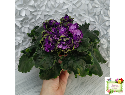 АВ-Гром и Молнии (Фиалковод) 2019 г.