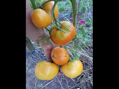 Томат Персики и крем (Peaches and Cream)