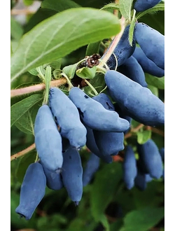 Жимолость  Деликатес