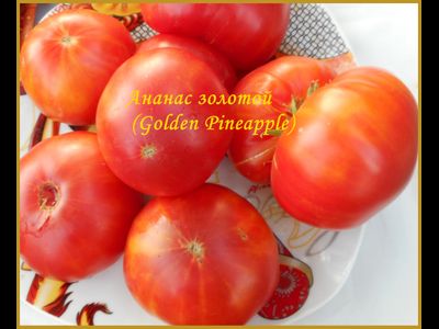 Томат Золотой ананас (Golden Pineapple)