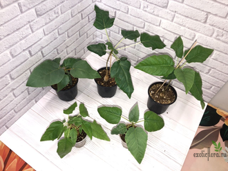 Ficus Palmeri (черенок укоренённый  ) / фикус Палмери
