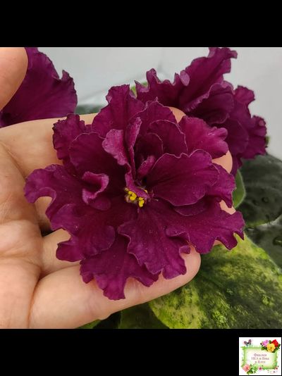 ЕК-Жара (Е. Коршунова) 2018 г.