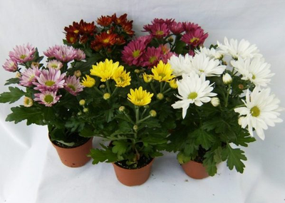 "Лист хризантемы " Силиконовый молд (вайнер)