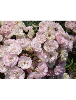 Петит де Тер Франш (Petite de Terre Franche)