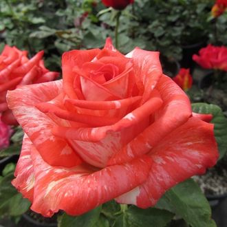 Хай твинкл (High &amp; Twinkle), неизвестной интродукции