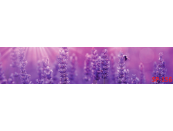 SP- 156 Глянцевая  стеновая панель ALBICO  2800*610*6мм