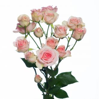 Розы Кустовые Розовые (до 80 см) Россия