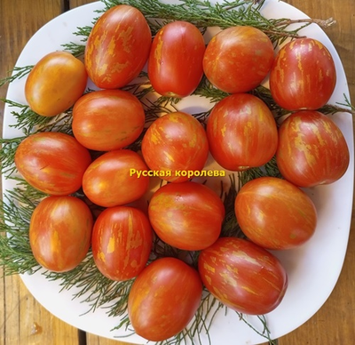 Томат Русская королева (Russian Queen)
