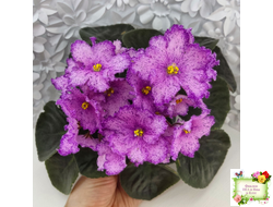 АВ-Самый Сок (Фиалковод) 2022 г.