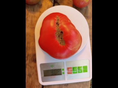 Гном Малли Роуз / Dwarf Mallee Rose