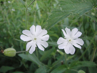 Silene capensis - Силена Капенсис, Африканский Корень Сновидений, Смолёвка капская, Undlela ziimhlophe - Белые пути