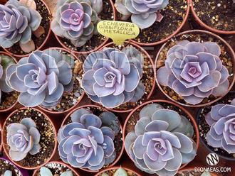 Echeveria gibbiflora metallica