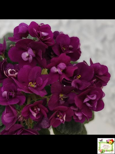 Precious Red (H. Pittman) (9724) 01/15/2007