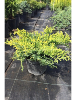 Можжевельник средний Goldkissen