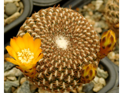 Sulcorebutia arenacea (семена)