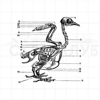 Штамп для скрапбукинга скелет птицы
