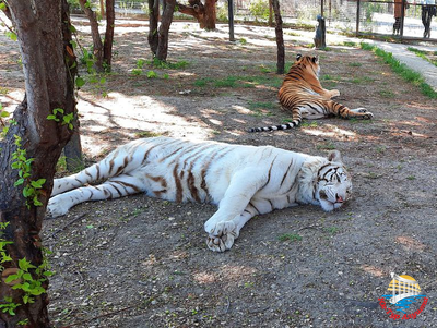 Сафари-парк "Тайган"