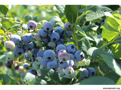 Голубика Элизабет - Elisabeth