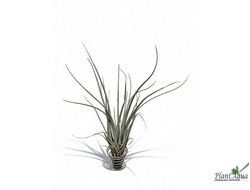 Тилландсия Pringlei