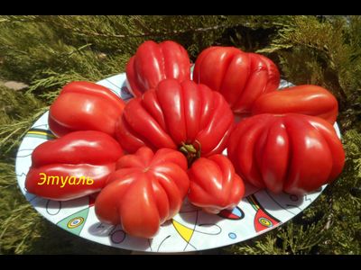 Томат Этуаль