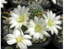 Rebutia hybr. ‘Snow white’ (семена)