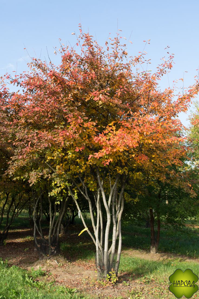 Ирга канадская (красивое цветение и вкусные ягоды) (саженец 1-1,2 м)