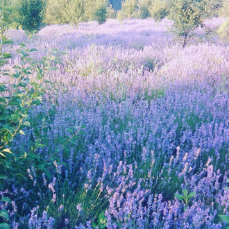 Лаванда горная (Lavandula angustifolia), Кашмир (10 мл) - 100% натуральное эфирное масло