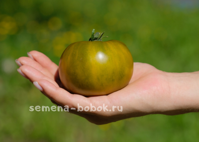 Томат Зеленая Тайна Личинки (Grub’s Mystery Green), 10 шт.