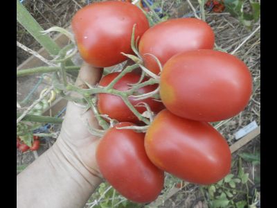 Томат Мархотская кисть (Мархотское гроно)