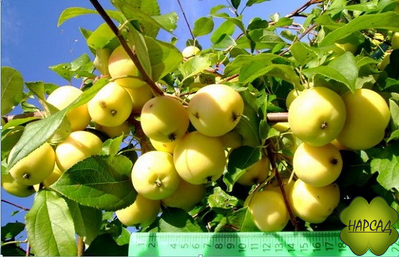 Яблоня "УРАЛЬСКОЕ НАЛИВНОЕ" (становятся прозрачными на свет)