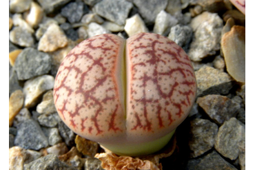 Lithops pseudotruncatella v. elisabethiae C 187
