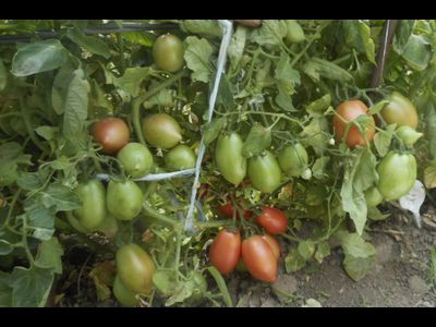 Томат Колокола России