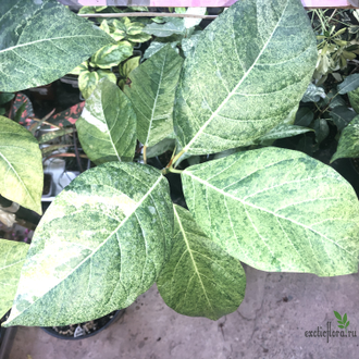 Ficus septica "gold splash" / фикус септика голд сплеш