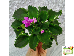 LV-Крапивка (Л. Шевелева) 2024 г. (лист посажен 15.09.25)