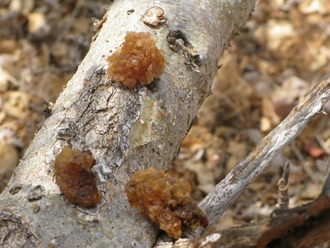 Мирра (Commiphora myrrha) 2 г Индия - 100% натуральное эфирное масло