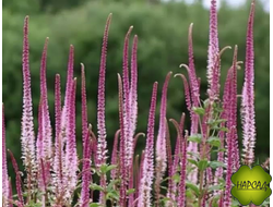 ВЕРОНИКОАСТРУМ "РЭД ЭРРОУС"