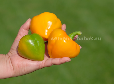 Перец сладкий Леся Оранжевая, 10 шт
