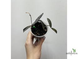 24/07/25 Hoya Sigilatis