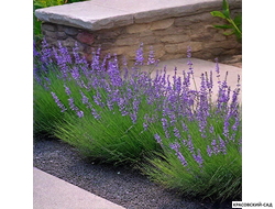 Лаванда Хидкот - Hidcote