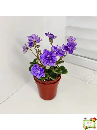 Milady (C.Russell) 01/21/1981 (гёрл-лист)