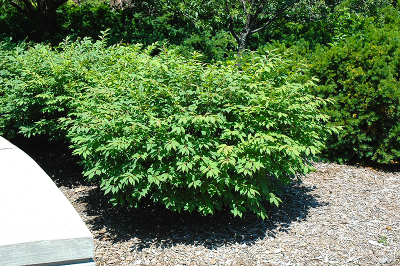 Бересклет крылатый Fire Ball