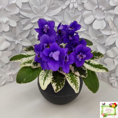 Hodss-Norway (Яна Ходченко) 2019 г. (пестролистный лонг)