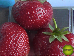 КЛУБНИКА "СЕНСЕЙШЕН" (СЕНСАЦИЯ) (СР.-ПОЗДНЯЯ, СИЛЬНЫЙ АРОМАТ И СЛАДОСТЬ)