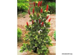 Ель колючая Лаки Страйк - фото хвои и шишек - красовский-сад.рф